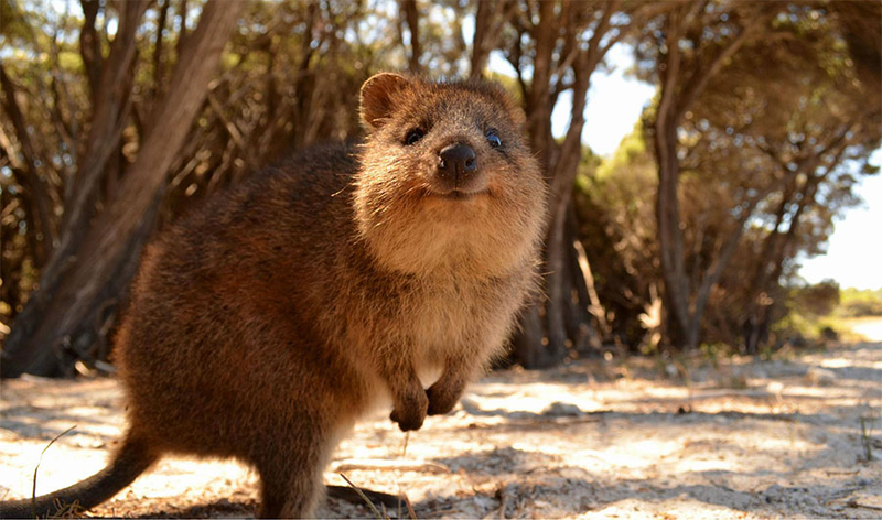 Illustration for article titled Australian Animals That Won't Kill You, Ranked